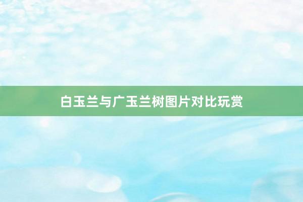 白玉兰与广玉兰树图片对比玩赏